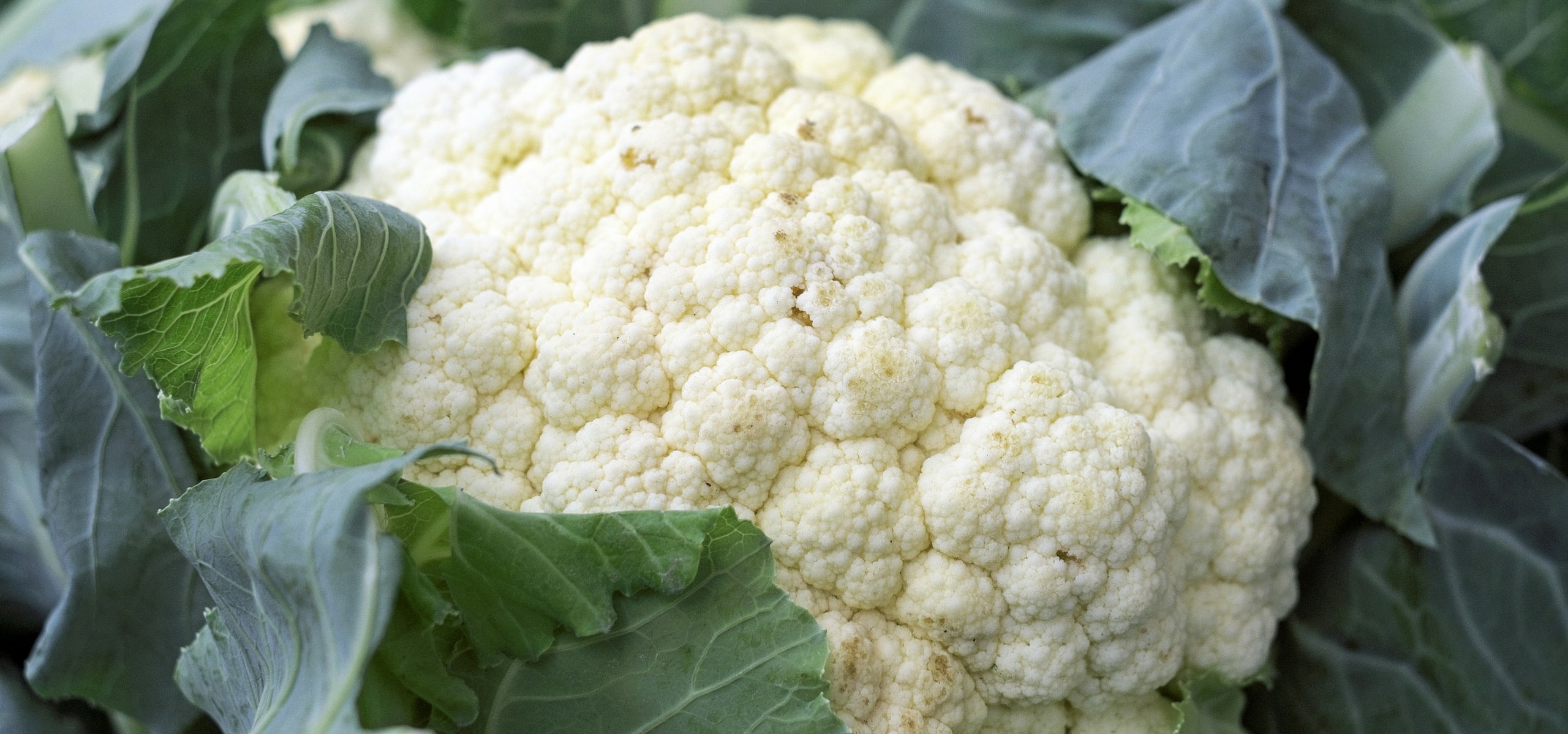 Succesvol bloemkool en broccoli telen