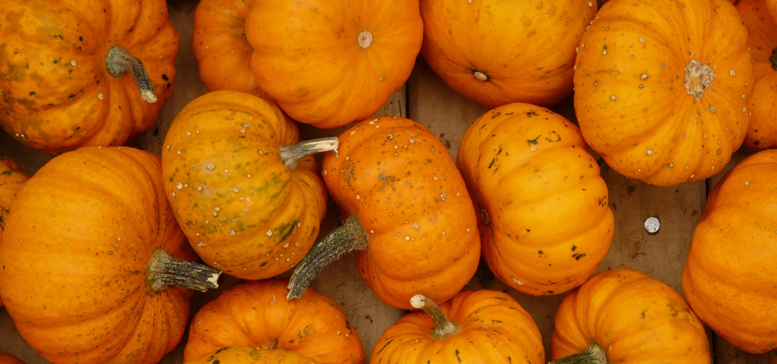 Het zaaien van pompoenen en courgettes