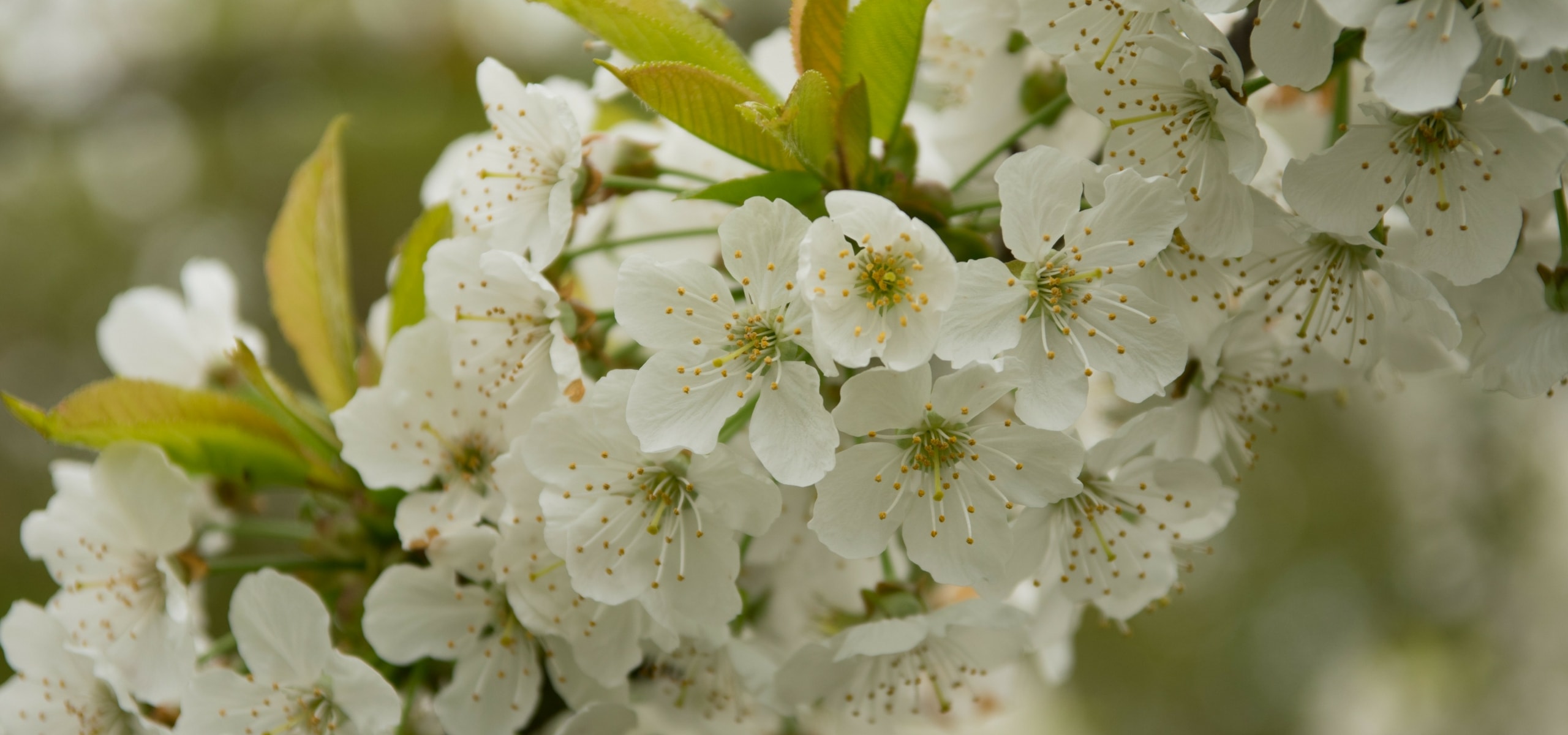 Kersenboom planten, snoeien en verzorgen