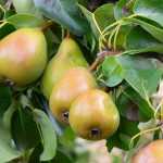Perenboom: planten, snoei en onderhoud