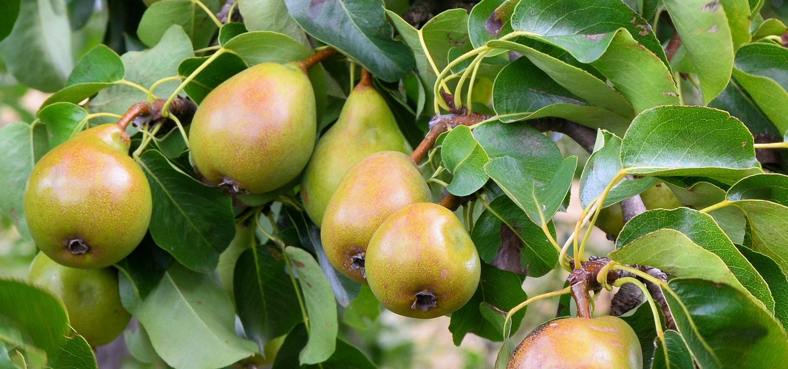 Perenboom: planten, snoeien en onderhoud