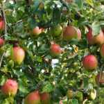 Appelboom: planten, snoeien en onderhoud