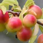 Pruimenboom: planten, snoei en onderhoud