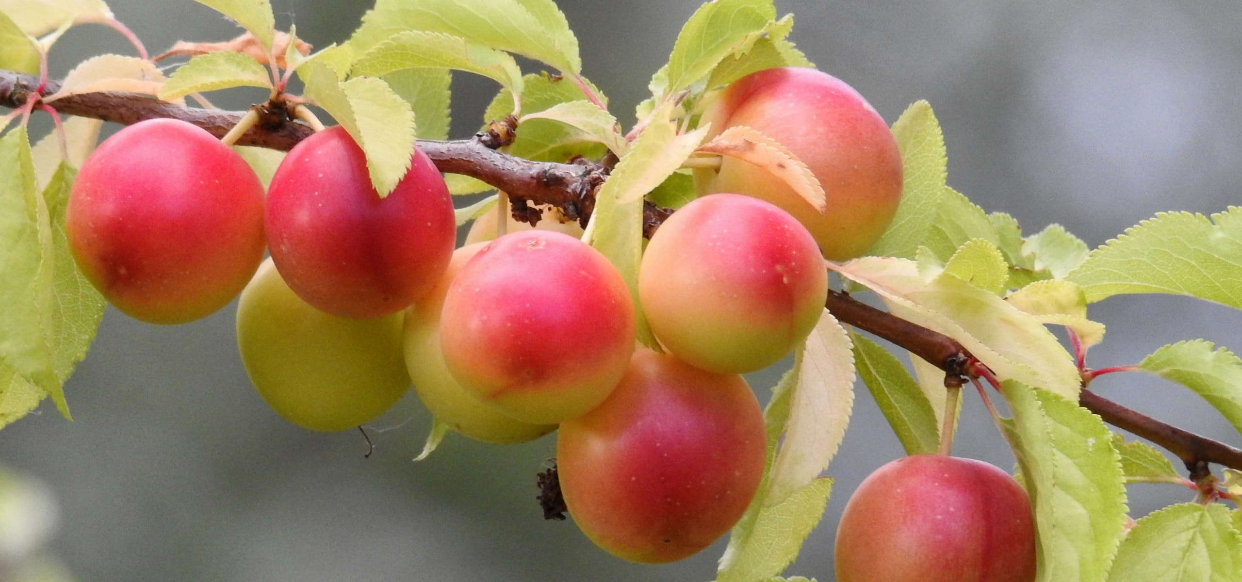 Pruimenboom planten, snoeien en verzorgen
