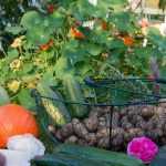Combinatieteelt in de moestuin