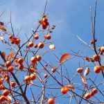 Kaki of kakiboom: planten, snoeien en onderhoud