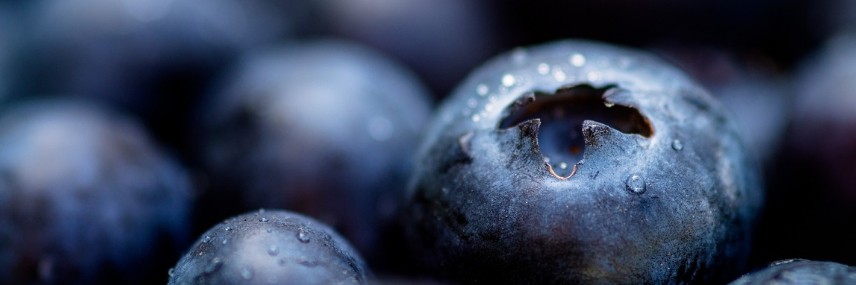Blauwe bessen telen