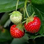 Aardbeien met blote wortel planten