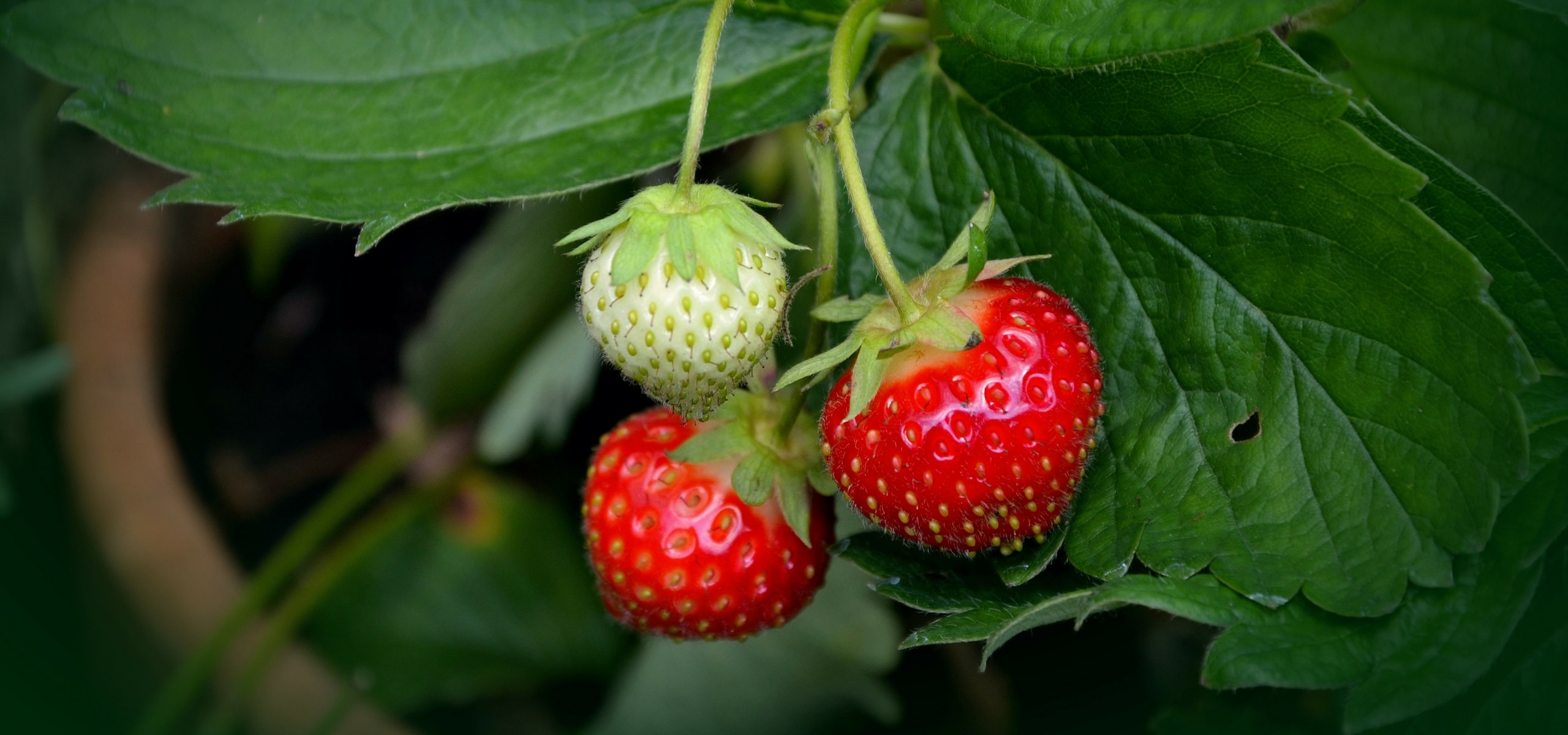 Aardbeien met blote wortel planten
