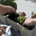 Een moestuin op het balkon