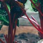 Moestuin in de schaduw