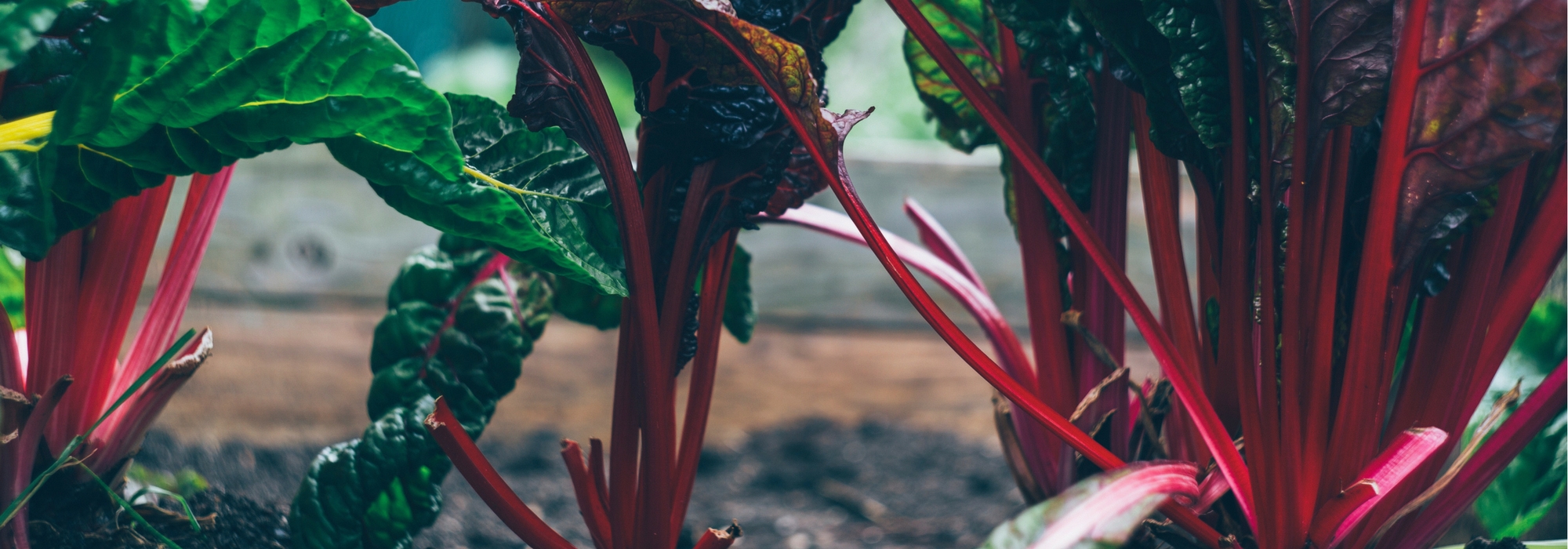 Moestuin in de schaduw