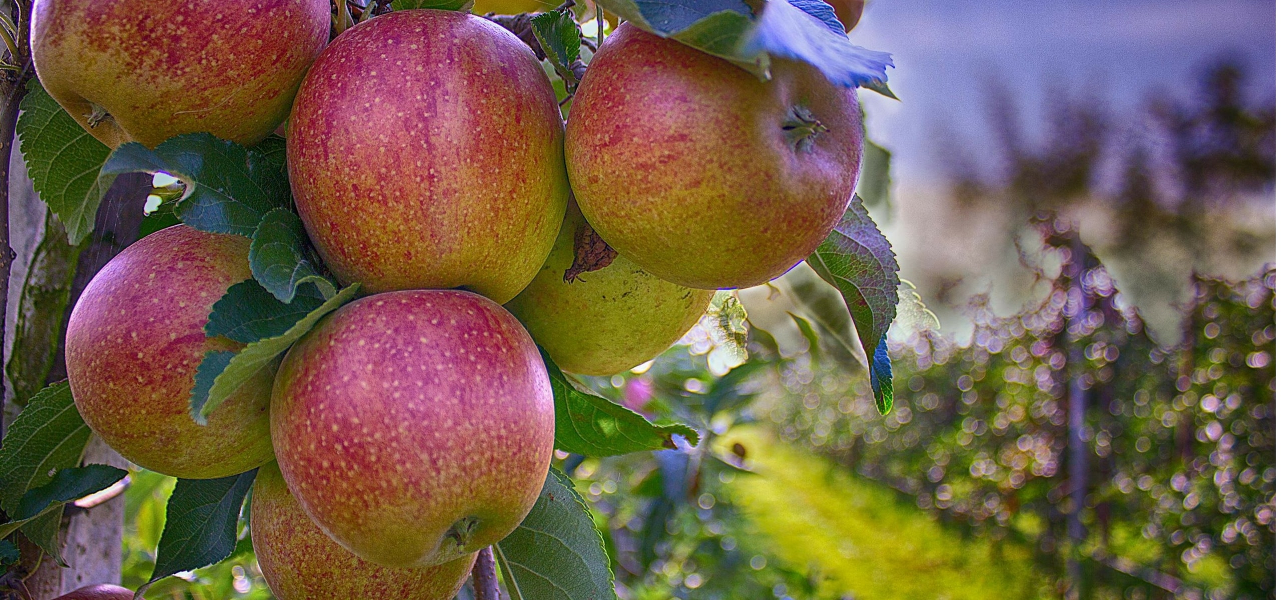 Een boomgaard aanleggen: de juiste fruitbomen kiezen