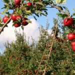 Fruitbomen: je boomgaard natuurlijk beschermen