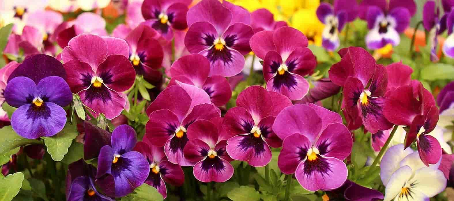 Bisplanten in perskluiten planten