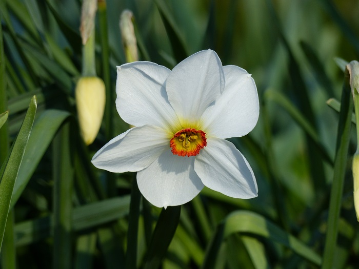 Top 15 narcissen uit mijn tuin