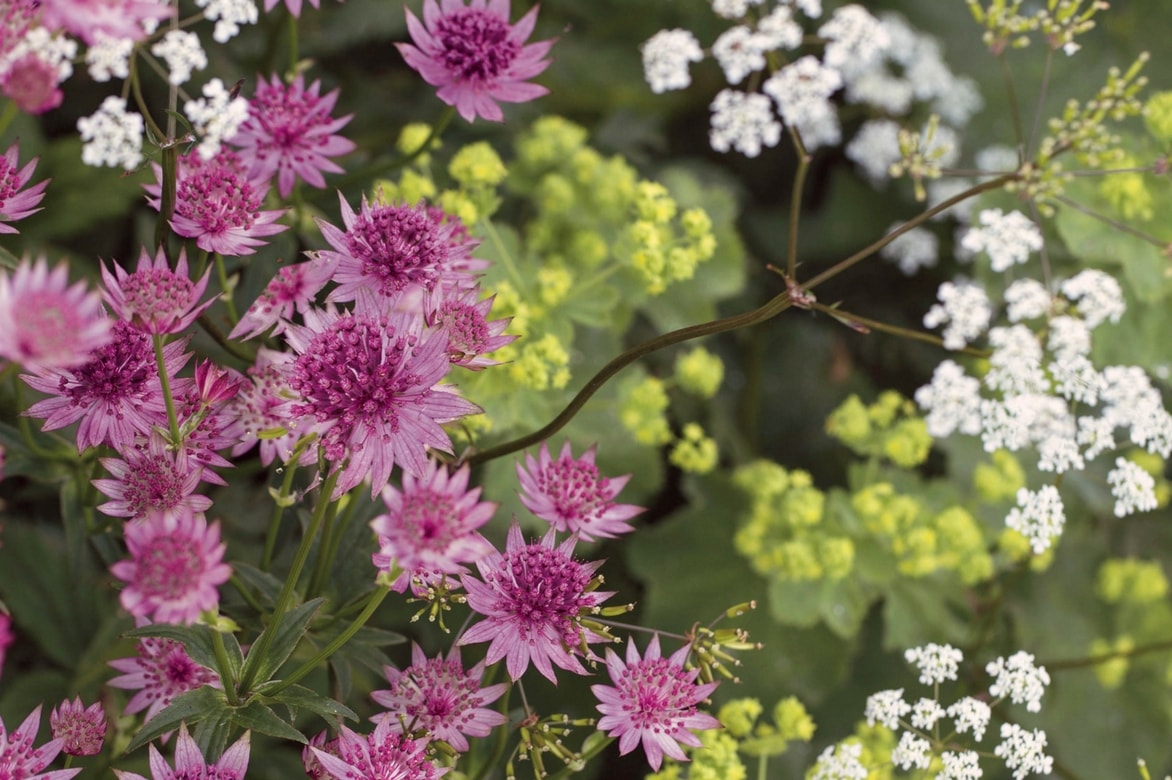 Zeeuws knoopje planten, verzorgen en combineren in de tuin