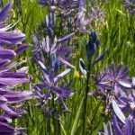 Camassia planten, verzorgen en combineren in de tuin