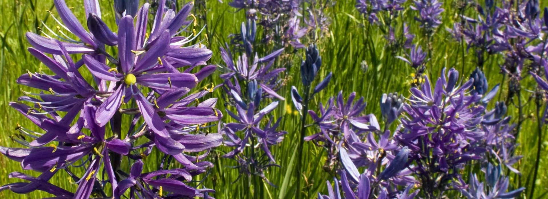 Camassia planten, verzorgen en combineren in de tuin
