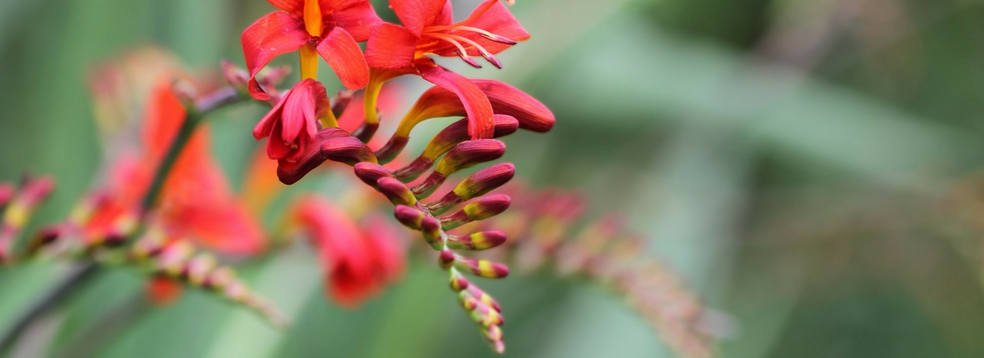 Montbretia planten, kweken en verzorgen