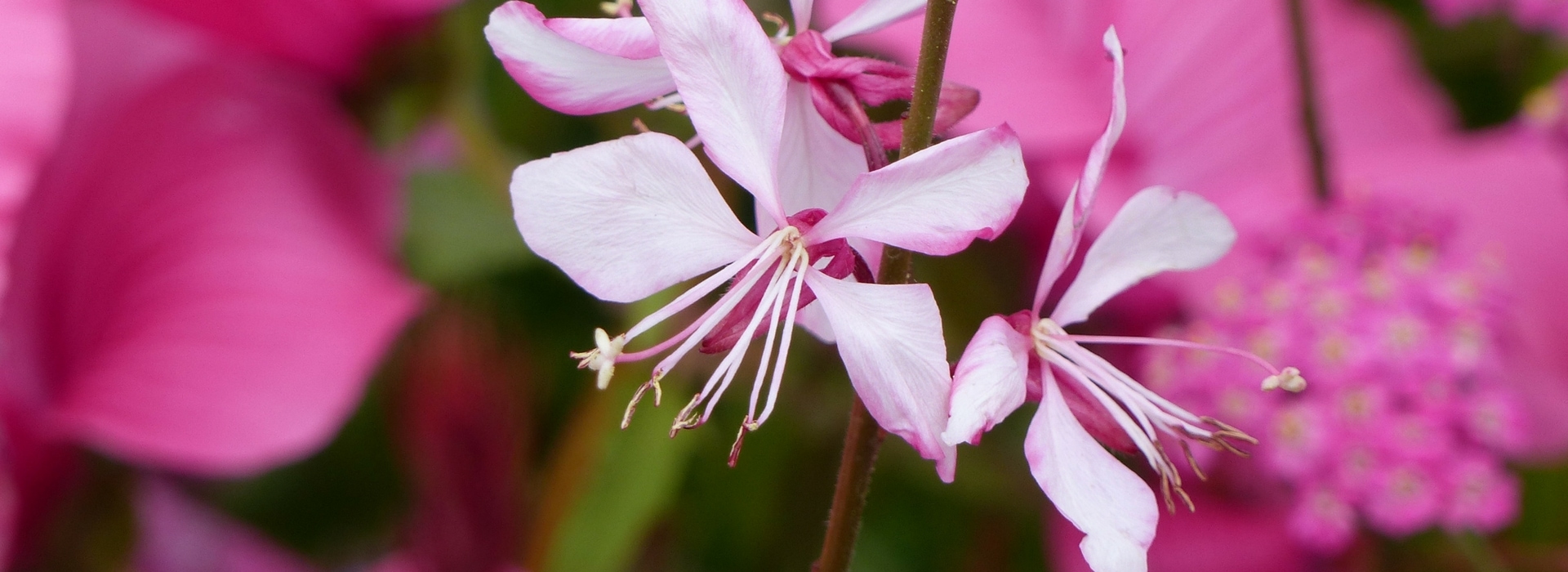 Gaura planten en telen