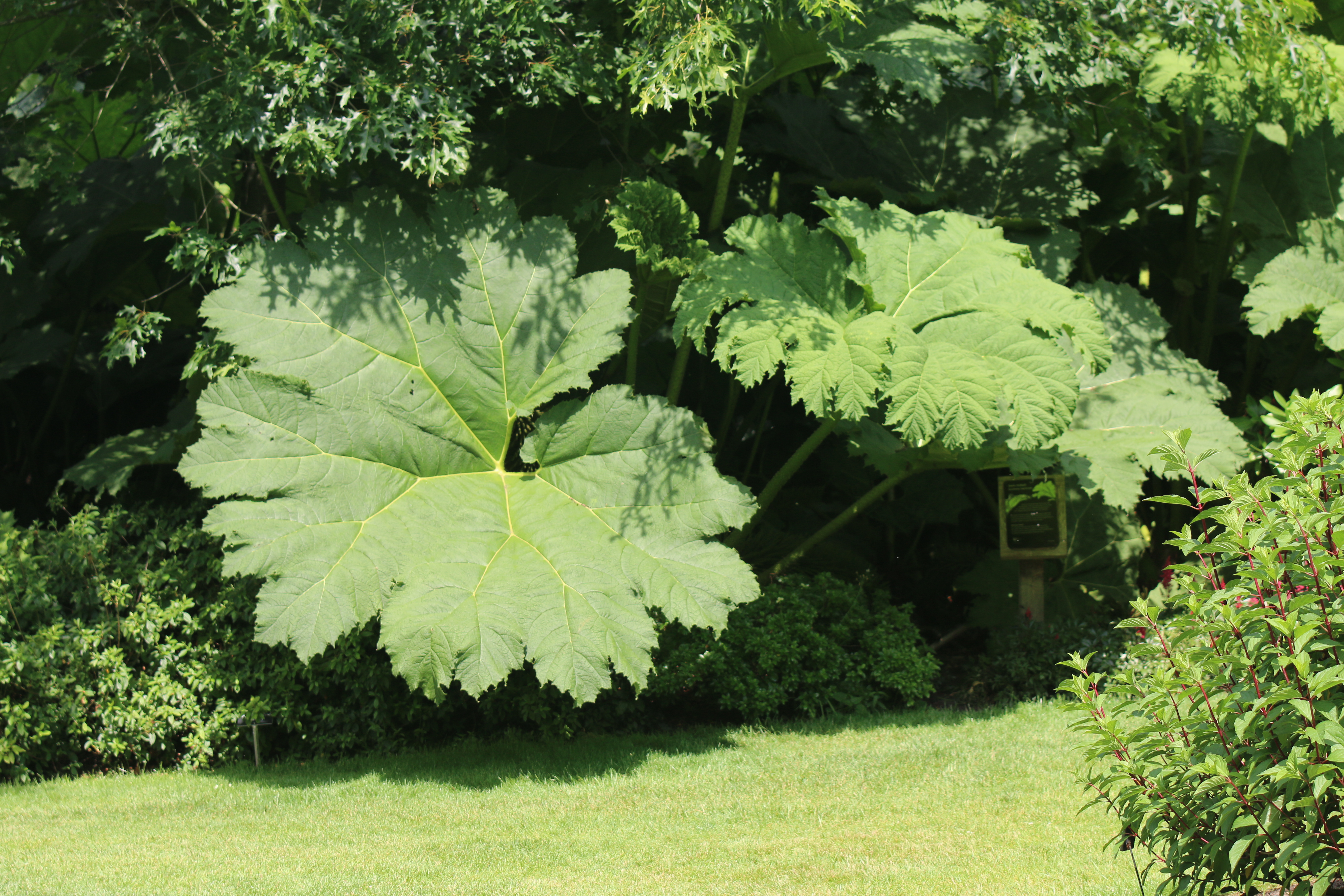 Gunnera beschermen in 4 stappen