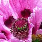 Oosterse papavers telen?