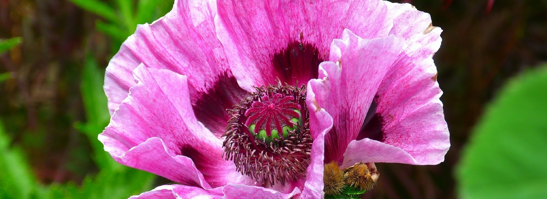 Oosterse papavers telen?