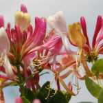 Kamperfoelie: planten, snoei en verzorging