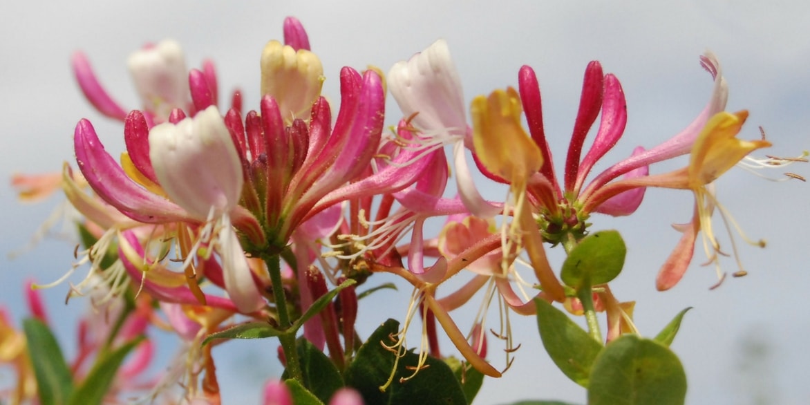 Kamperfoelie: planten, snoei en verzorging