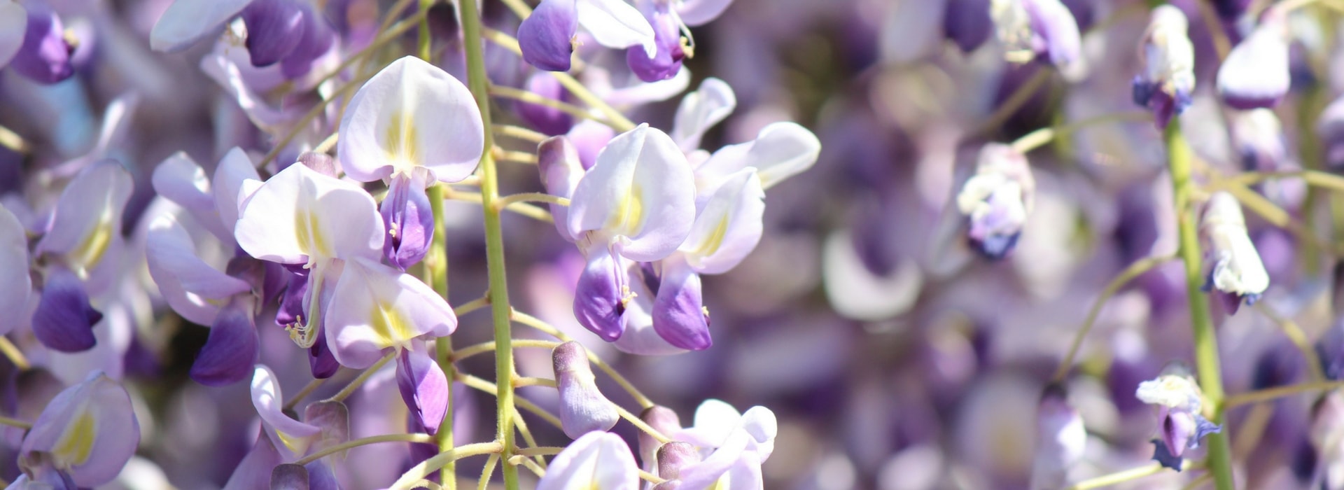Blauwe regen planten, snoeien en verzorgen