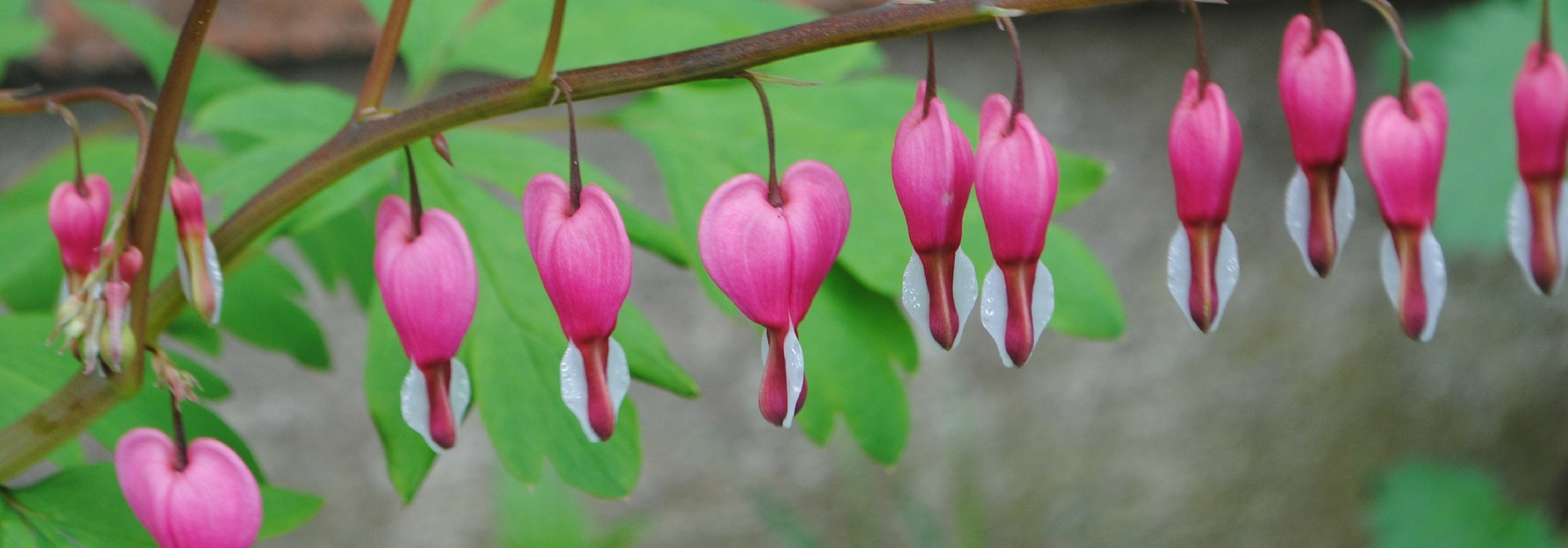 Gebroken hartje: planten, kweken en combineren