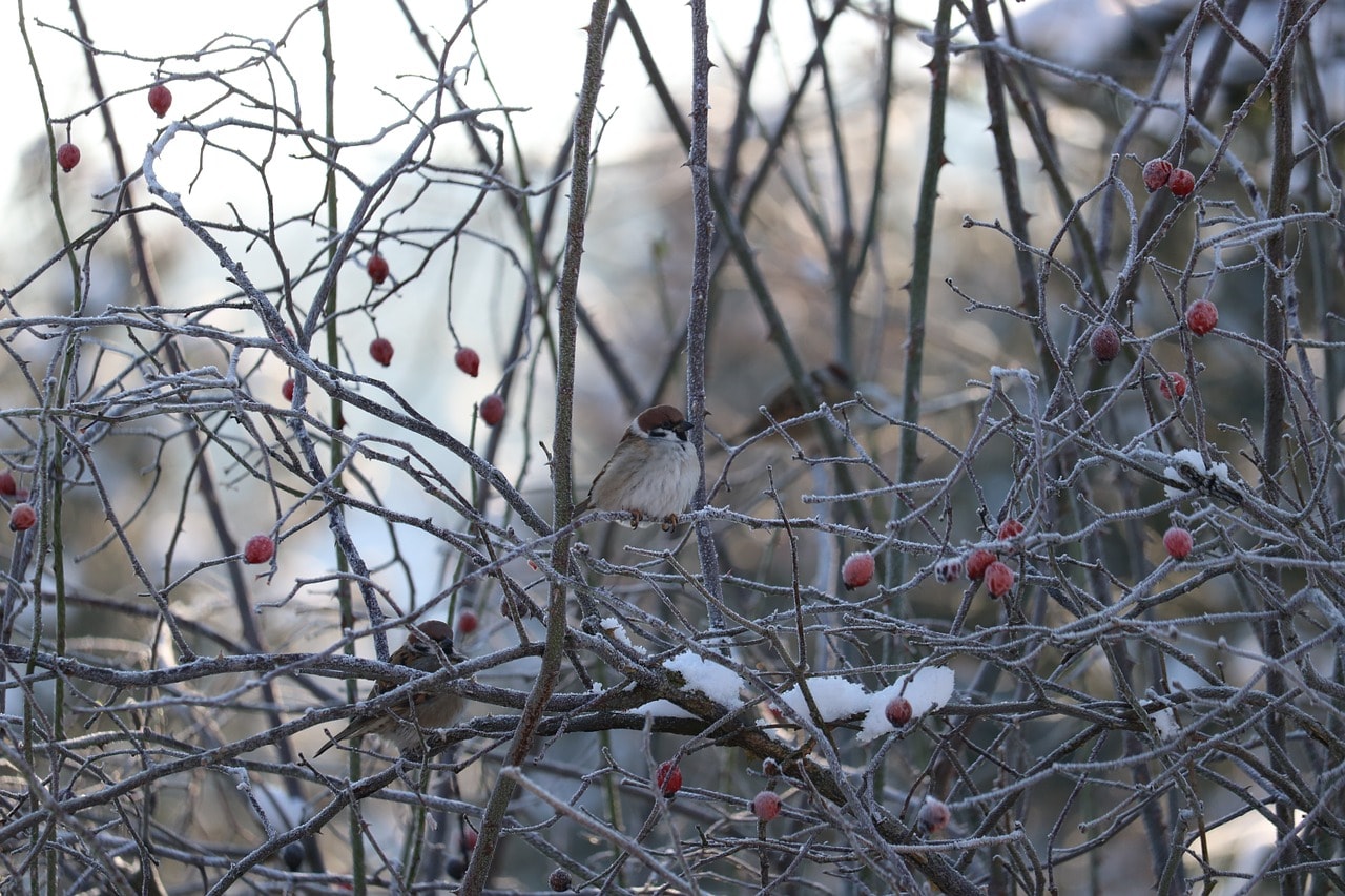 De kou komt eraan: bescherm je tuin