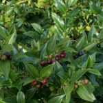 Sarcococca telen en snoeien