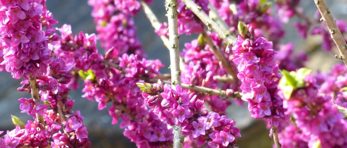 Daphne: planten, telen en verzorgen