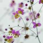 Thalictrum, ruit: planten, kweken en combineren