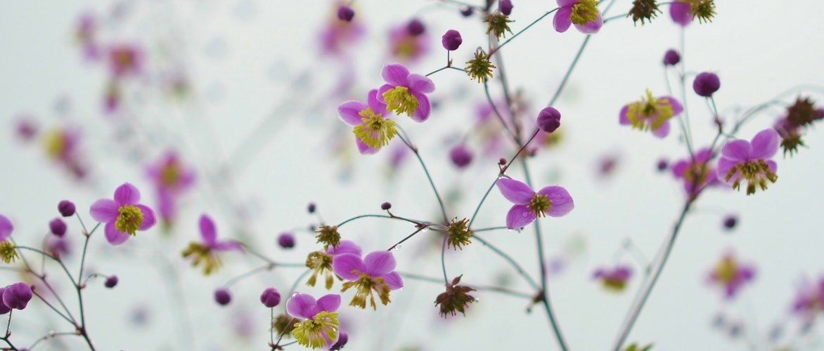 Thalictrum, ruit: planten, kweken en combineren