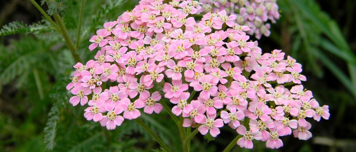 Duizendblad, Achillea: planten, telen en verzorgen