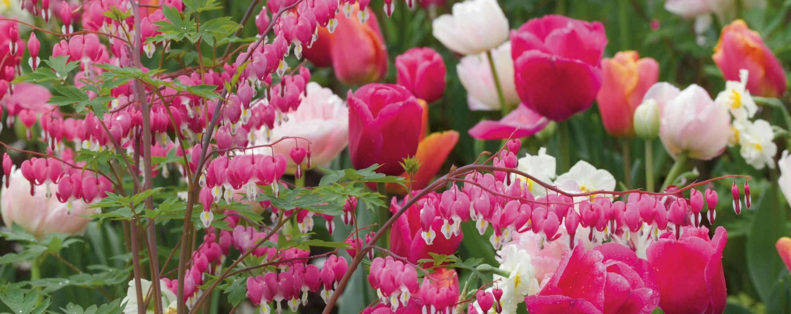 Gebroken hartje: 8 mooie plantcombinaties