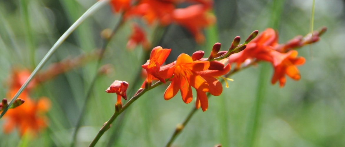 De montbretia: 9 ideeën voor combinaties