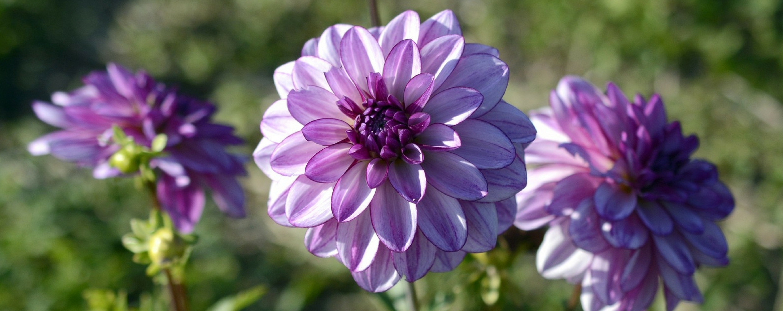 Dahlia: planten, verzorging en kweektips
