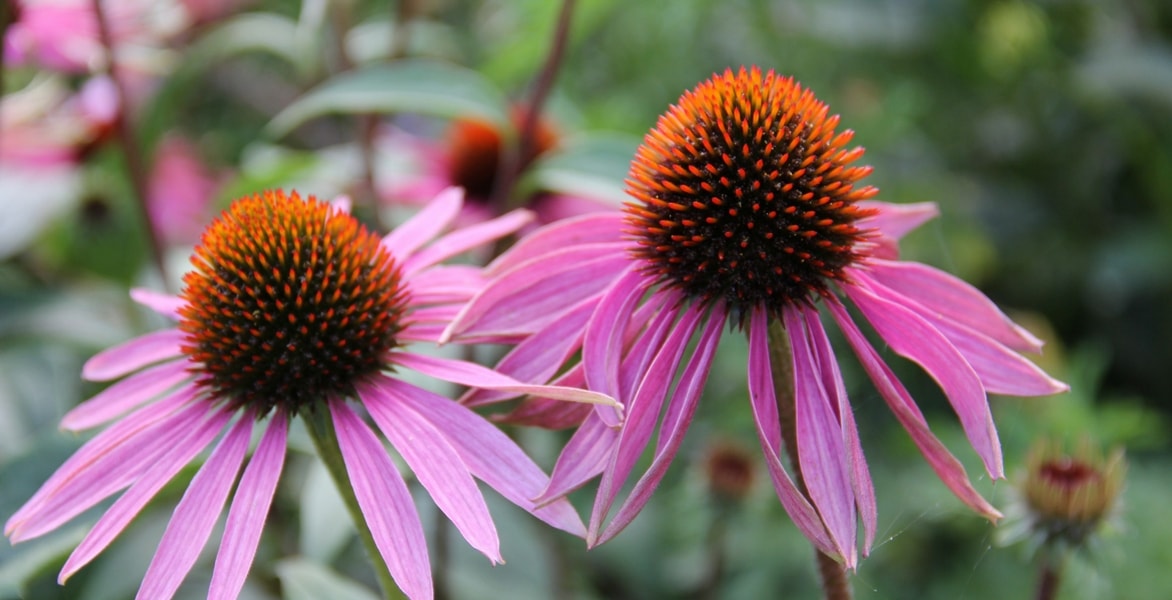 Echinacea's: zaaien, kweken en verzorgen