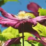 Clematis leiden en steunen?