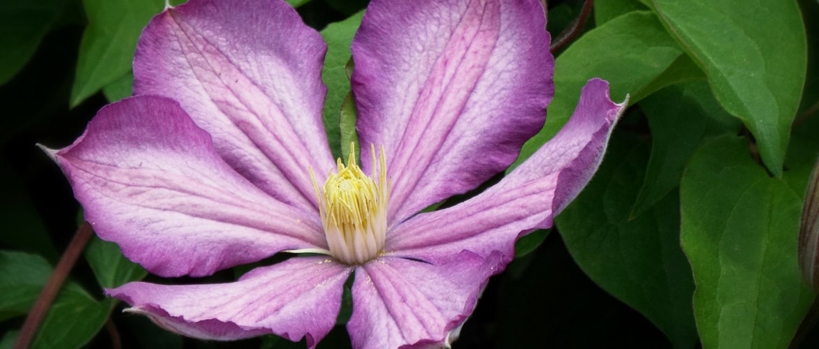 Clematis in een pot planten