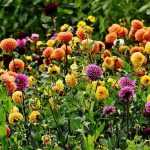Dahlia's kiezen: zo maak je de juiste keuze