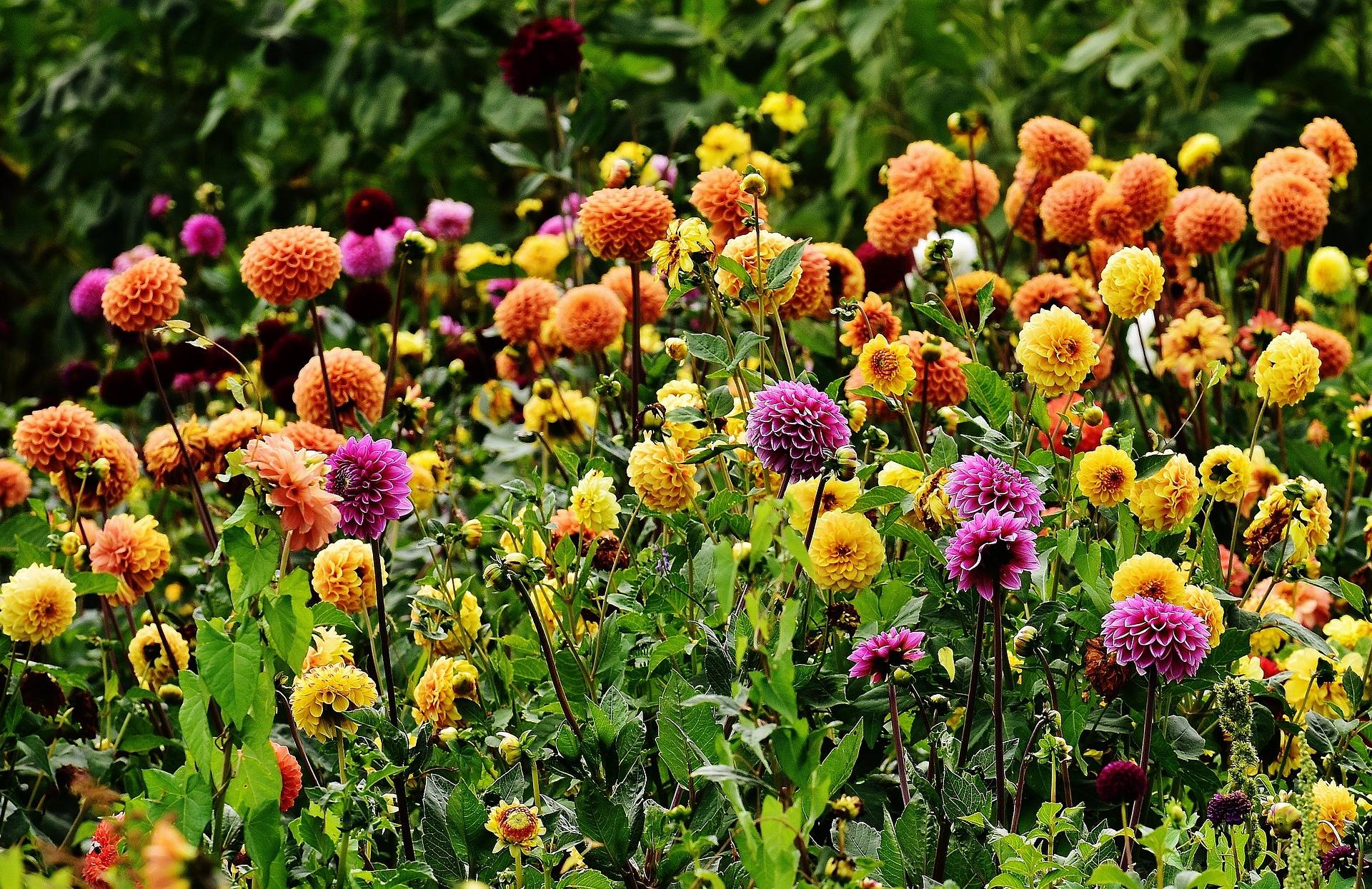 Dahlia's kiezen: zo maak je de juiste keuze