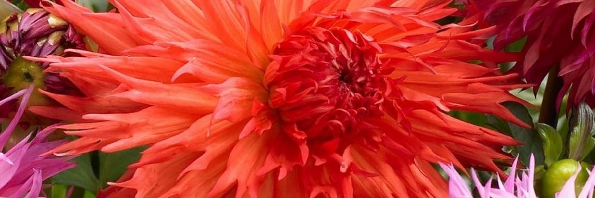 Dahlia's succesvol kweken