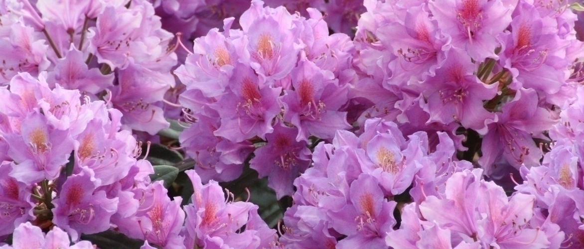 Rhododendron: planten, kweken en onderhoud