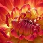 Dahlia's: de beste voor boeketten
