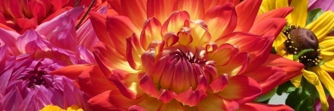 Dahlia's: de beste voor boeketten